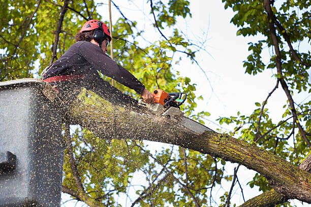 Emergency Storm Tree Removal in Cedar Grove, FL